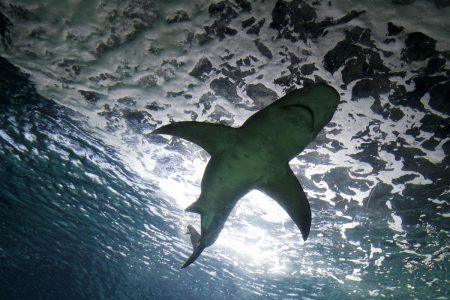 Βίντεο καταγράφει καρχαρία που επιτέθηκε σε λουόμενους – 4 τραυματίες