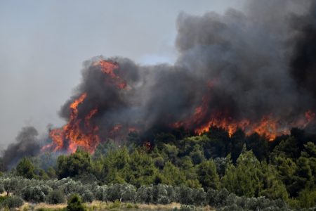 Φωτιά στην Κορινθία: Χωρίς ενεργό μέτωπο η πυρκαγιά – Κάηκαν αμπέλια