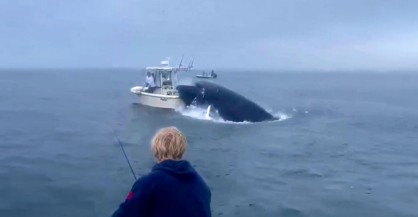 ΗΠΑ: Φάλαινα βγαίνει από το νερό και πέφτει πάνω σε βάρκα – Εκτοξεύτηκαν οι ψαράδες
