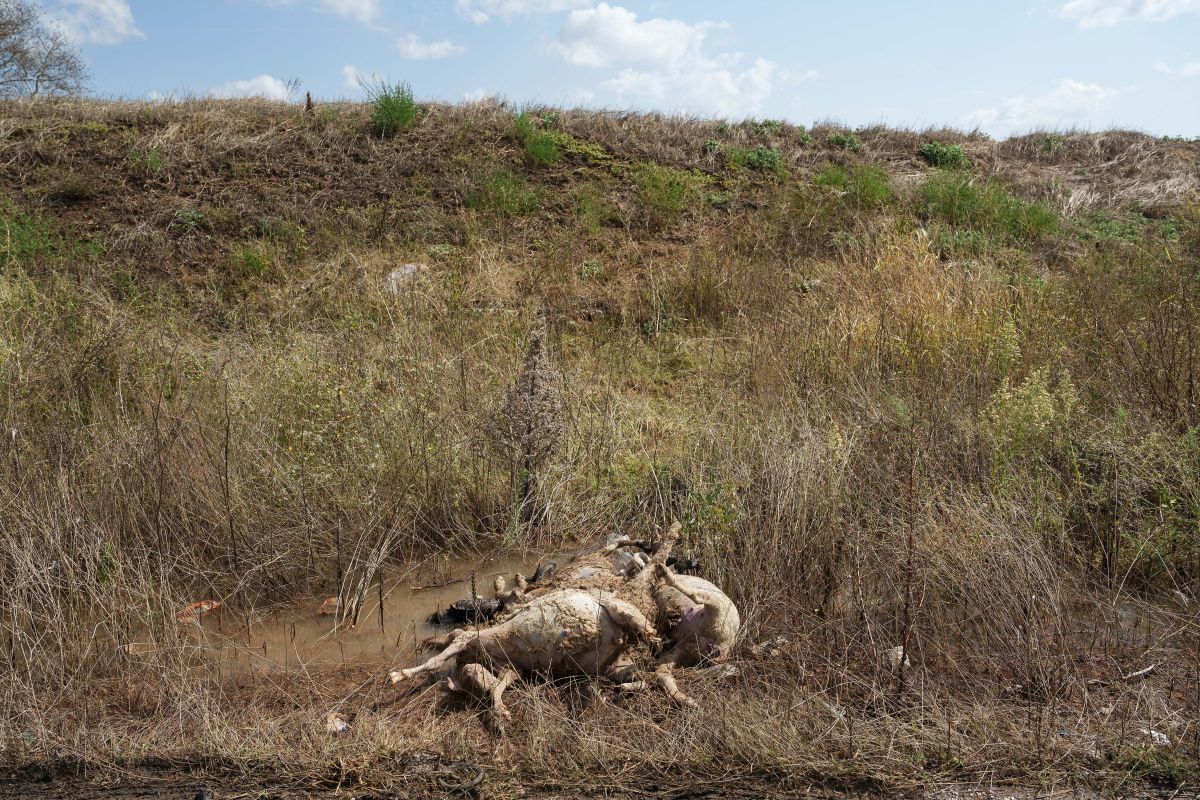 Τρίκαλα: Έθαψαν ζωντανά ζώα με πανώλη