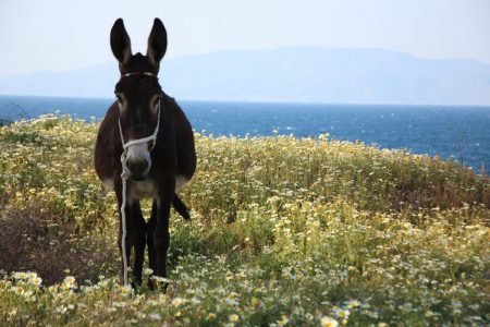 Το «ένοχο μυστικό» με τα γαϊδουράκια της Σαντορίνης