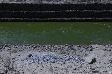 Βόλος: Παρέμβαση εισαγγελέα για τα χιλιάδες νεκρά ψάρια – Το έκτακτο σχέδιο