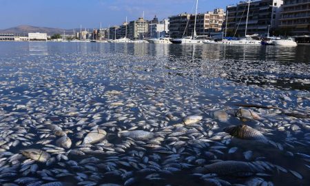 Αγανάκτηση στον Βόλο: Μηνύσεις για τα Νεκρά Ψάρια στον Παγασητικό