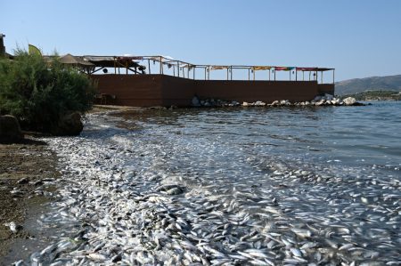 Βόλος: Παρέμβαση Αρείου Πάγου για τα νεκρά ψάρια – Τι ζητά η εισαγγελέας