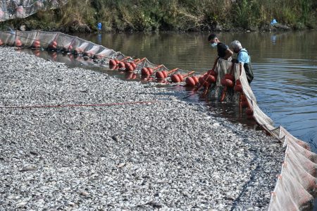 Εισαγγελικό πόρισμα για νεκρά ψάρια στο Βόλο: Καλώς δεν έκλεισε το θυρόφραγμα στην Κάρλα