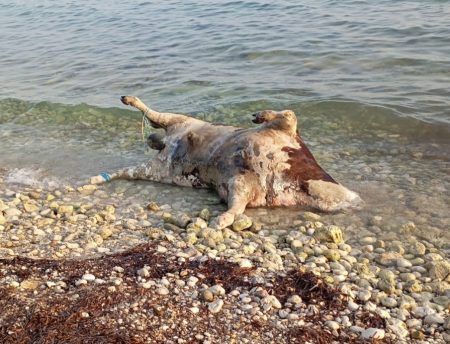 Νεκρές αγελάδες «ξέβρασε» η θάλασσα σε παραλίες της Λευκάδας