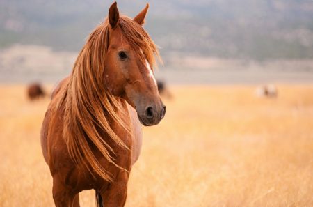 Εύβοια: Νεκρό άλογο – Το πυροβόλησαν αφού τραυματίστηκε από αγριογούρουνο