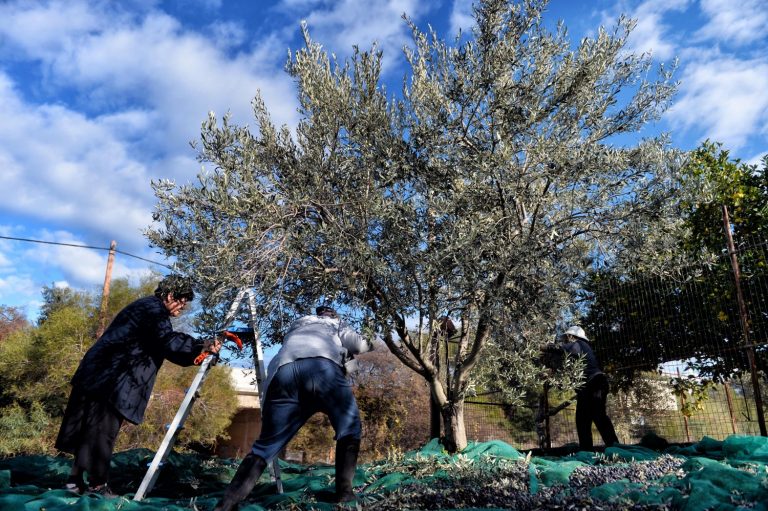 Ελαιόλαδο: Ποιος απειλεί την βιομηχανία των 14 δισ. – Τι είναι οι «σούπερ φάρμες»