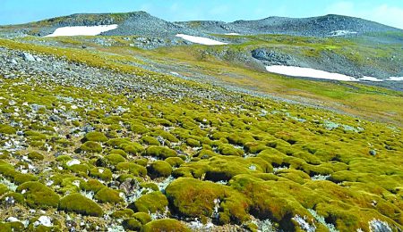 Γιατί η Ανταρκτική αλλάζει χρώμα. Βρύα στη θέση των πάγων