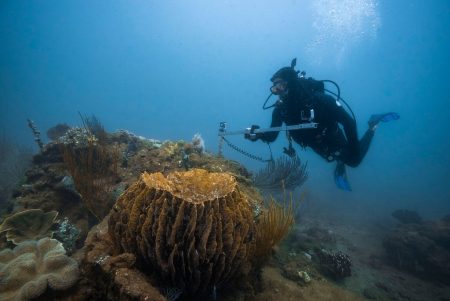 MISSION BLUE: Ανακαλύπτοντας το εντυπωσιακό οικοσύστημα, «καταφύγιο» απειλούμενων ειδών στην Αυστραλία