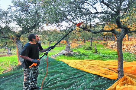 Συγκομιδή ελιάς: Από τη βολή της πόλης στο λιοστάσι του παππού