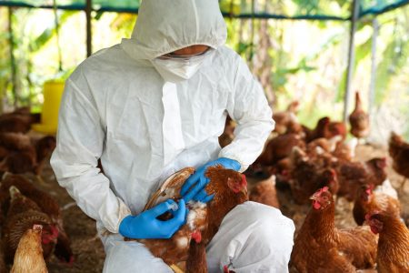 Το μυστήριο της γρίπης των πτηνών